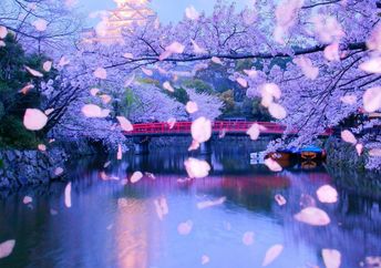 Falling cherry blossom petals show how transient nature can be.