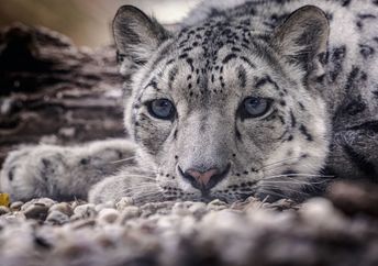 A snow leopard found in the rugged mountain ranges of Central Asia.