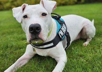 Reggie is a six-year-old deaf mixed  breed dog who needs a home.