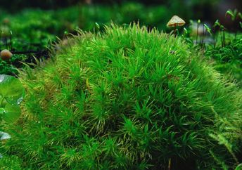 Close-up of a micro-forest area that showcases a vibrant and biodiverse ecosystem.