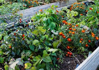 Urban flower garden.