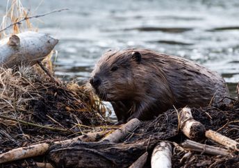 A beaver hard at work.