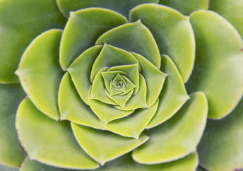 Sacred geometry is present in nature.
