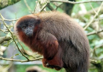 A Brazilian project is keeping primates safe in the Amazon.
