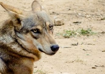 Close-up of Indian gray wolf.