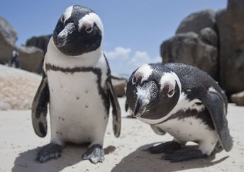 African penguins greeting a photographer.