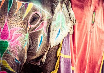 Decorated elephants at a Hindu festival.
