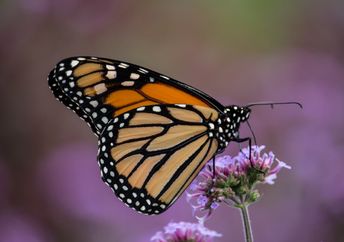 Monarch butterfly on a flower.