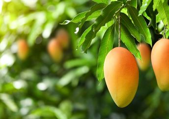 A man has grown over 350 varieties of mangos on a tree in India.