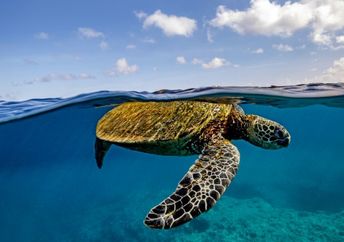 A green sea turtle swimming in the ocean with a coral reef below it.