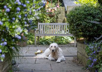 A dog enjoying the back yard.
