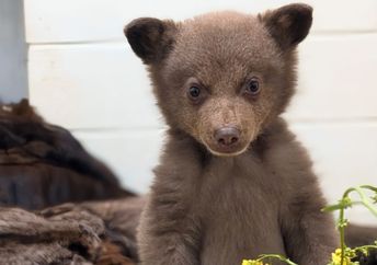 This tiny bear cub is being cared for by a wildlife center.