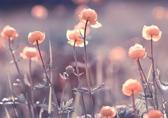 Meadow flowers and bees.