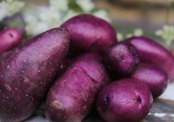 Purple potato tubers are good for your health