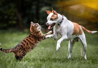 A dog and cat playing.