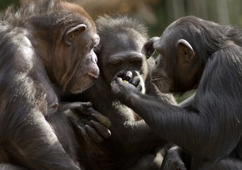 Chimps having a conversation.