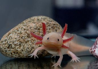 A cute, pink axolotl appearing to smile.
