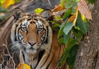 A Bengal tiger resting in the shade.