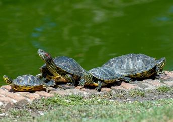 California turtles catching the sun by a pond.