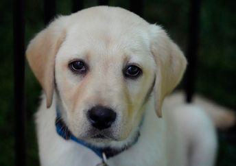Yellow lab puppy.