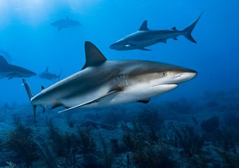 Caribbean reef sharks.