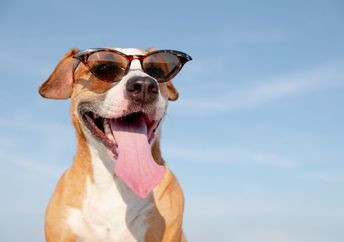A dog wears sunglasses on a sunny day.