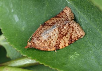 A moth lies on a leaf.