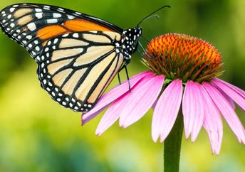 A monarch butterfly.