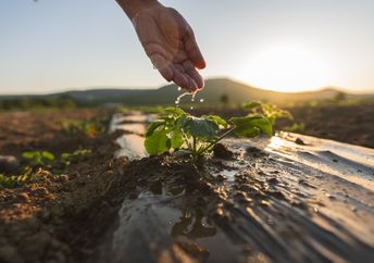 A farmer's hand waters a plant.