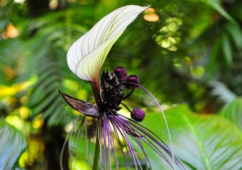 Tacca integrifolia, or white bat flower, is native to tropical rainforests in south and south-east Asia.