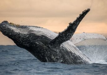 A humpback whale jumping out of the water.
