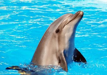 Dolphin frolicking in the water.