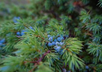 A juniper plant.