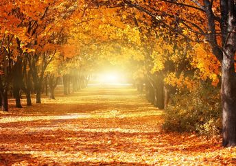 An alley in a park with colorful trees and sunlight.