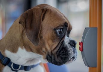 A close-up shot of a brown boxer dog inside a bus near a stop button.