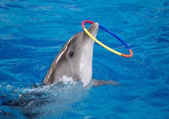 A dolphin performing with a hoop in a pool.