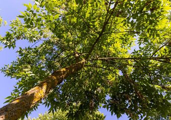 Beautiful foliage of an ash tree.