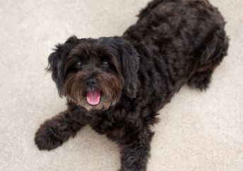 A dog sits on the floor.