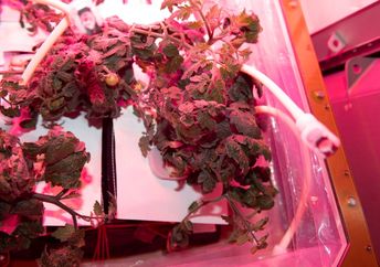 Plants growing on the International Space Station.