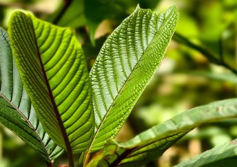 Kratom leaves contain powerful plant compounds.