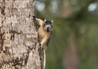 A Big Cypress fox squirrel in a tree.