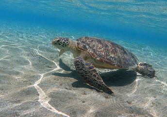 Giant sea turtle in shallow water.
