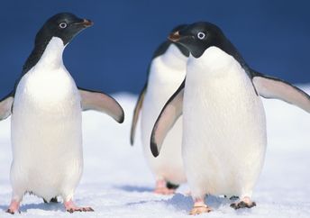 Three penguins walking together on the snow