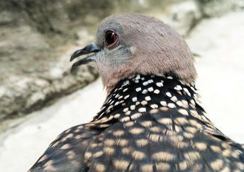 Brown pigeon close-up.