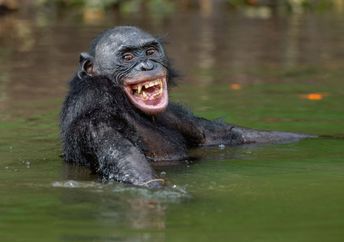 A bonobo smiles in the water.