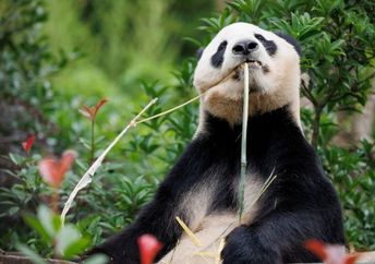 Giant panda munching on bamboo.