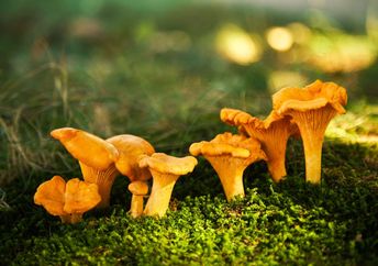 Mushrooms in a forest.