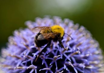 Honey bee on a purple thistle.