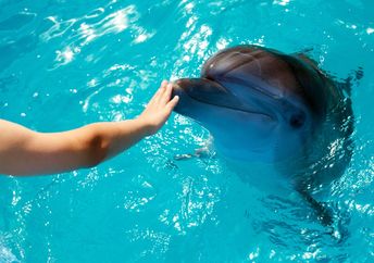 A person touches a dolphin.