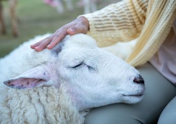 A person gently pets a calm sheep with its eyes closed.